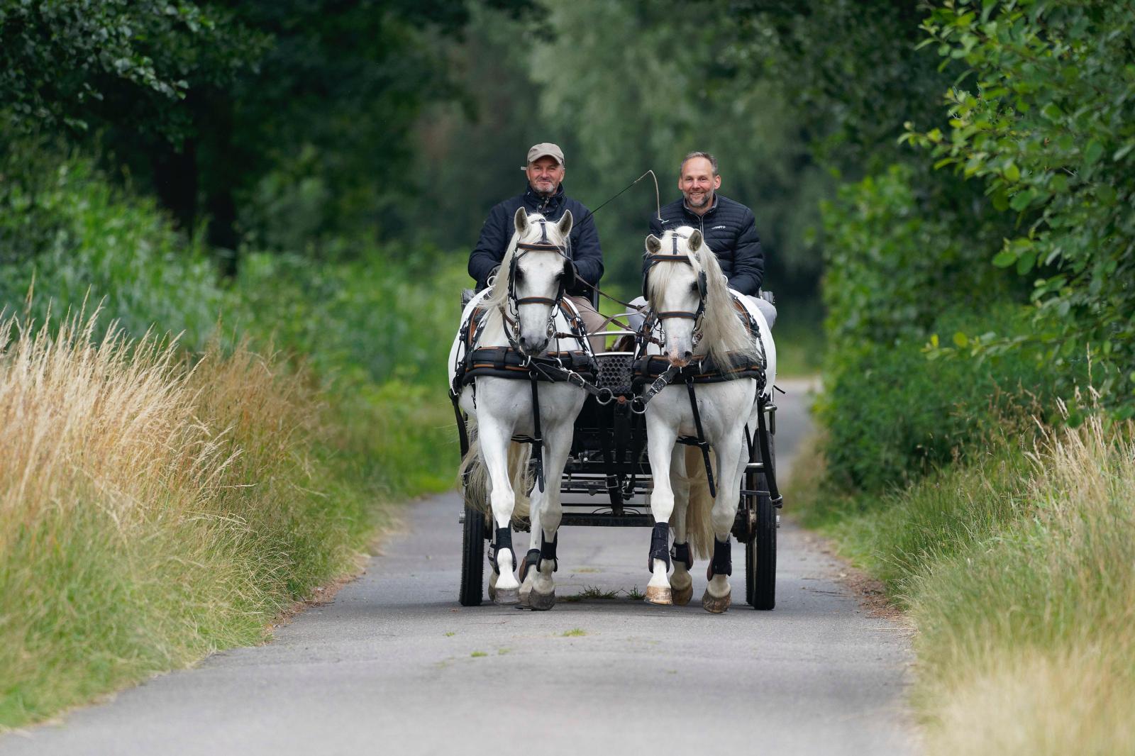 Carriage_Ride_Two_Men_Grey_Horse_Team_Country_Road_Nature Two men on a carriage ride with a pair of grey horses on a rural road