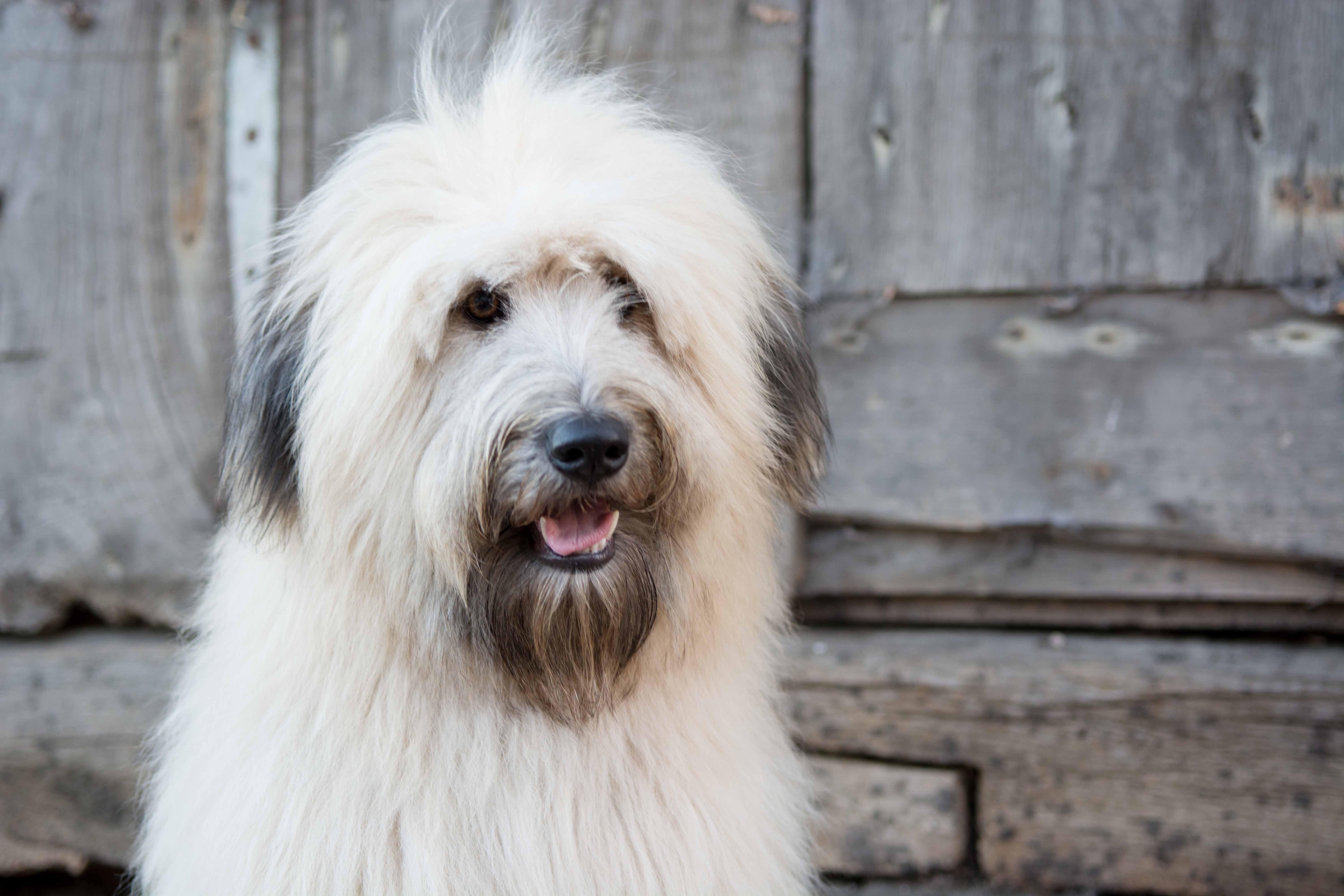 Bobtail_Old_English_Sheepdog_Hund_Zottelig_Fell_Holzwand Ein Bobtail-Hund mit zotteligem Fell sitzt vor einer alten Holzwand und schaut in die Kamera