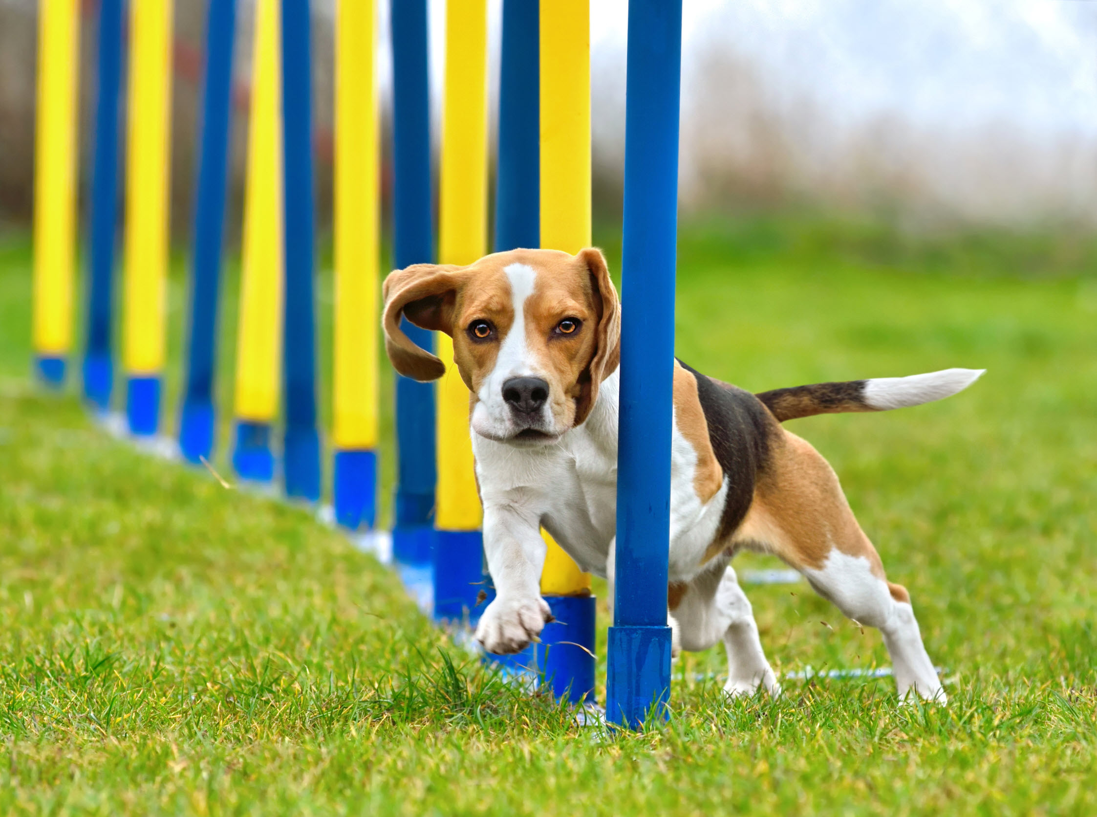 Beagle läuft durch blaue und gelbe Slalomstangen_Hundetrainingswiese CEECOACH PLUS_Beagle läuft durch blaue und gelbe Slalomstangen auf einer Hundetrainingswiese
